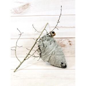 Large Real Hornet's Nest Hive Paper Wasp Bee Decor From Utah Mountains 10" x 6"